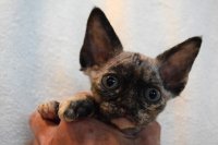 Red Hot Chili - Devon Rex kenel