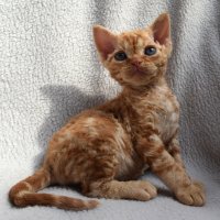 Red Hot Chili - Devon Rex kenel