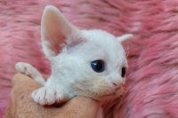 Red Hot Chili - Devon Rex kenel