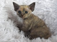 Red Hot Chili - Devon Rex kenel