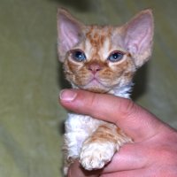 Red Hot Chili - Devon Rex kenel