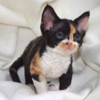 Red Hot Chili - Devon Rex kenel