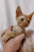 Red Hot Chili - Devon Rex kenel