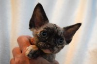 Red Hot Chili - Devon Rex kenel