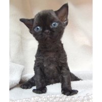 Red Hot Chili - Devon Rex kenel