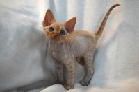 Red Hot Chili - Devon Rex kenel