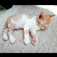 Red Hot Chili - Devon Rex kenel