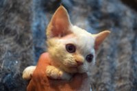 Red Hot Chili - Devon Rex kenel