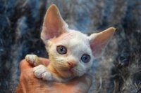 Red Hot Chili - Devon Rex kenel