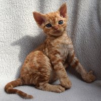 Red Hot Chili - Devon Rex kenel