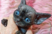 Red Hot Chili - Devon Rex kenel