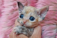 Red Hot Chili - Devon Rex kenel