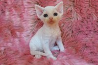 Red Hot Chili - Devon Rex kenel