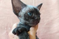 Red Hot Chili - Devon Rex kenel