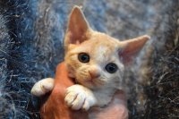 Red Hot Chili - Devon Rex kenel