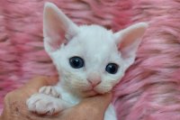 Red Hot Chili - Devon Rex kenel