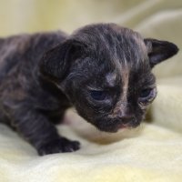 Red Hot Chili - Devon Rex kenel