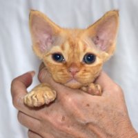 Red Hot Chili - Devon Rex kenel