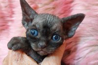 Red Hot Chili - Devon Rex kenel