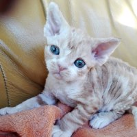 Red Hot Chili - Devon Rex kenel