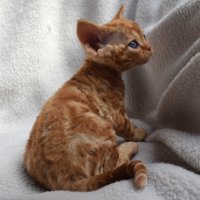 Red Hot Chili - Devon Rex kenel