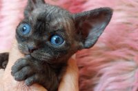 Red Hot Chili - Devon Rex kenel