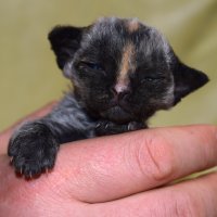 Red Hot Chili - Devon Rex kenel