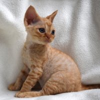 Red Hot Chili - Devon Rex kenel