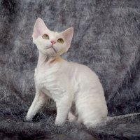 Red Hot Chili - Devon Rex kenel