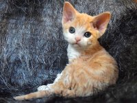 Red Hot Chili - Devon Rex kenel