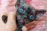 Red Hot Chili - Devon Rex kenel