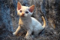 Red Hot Chili - Devon Rex kenel