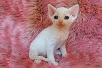 Red Hot Chili - Devon Rex kenel