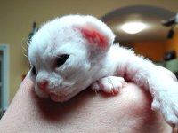 Red Hot Chili - Devon Rex kenel