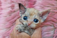 Red Hot Chili - Devon Rex kenel