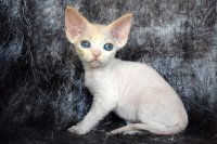 Red Hot Chili - Devon Rex kenel