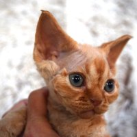 Red Hot Chili - Devon Rex kenel