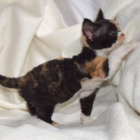 Red Hot Chili - Devon Rex kenel