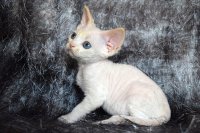 Red Hot Chili - Devon Rex kenel