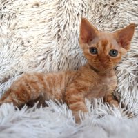 Red Hot Chili - Devon Rex kenel