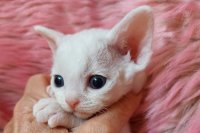 Red Hot Chili - Devon Rex kenel