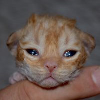 Red Hot Chili - Devon Rex kenel