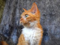 Red Hot Chili - Devon Rex kenel