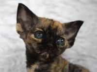 Red Hot Chili - Devon Rex kenel