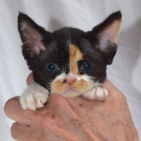 Red Hot Chili - Devon Rex kenel