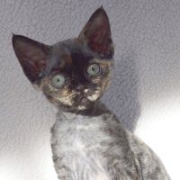 Red Hot Chili - Devon Rex kenel