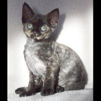 Red Hot Chili - Devon Rex kenel