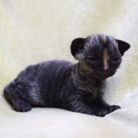 Red Hot Chili - Devon Rex kenel