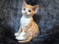 Red Hot Chili - Devon Rex kenel