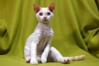 Red Hot Chili - Devon Rex kenel